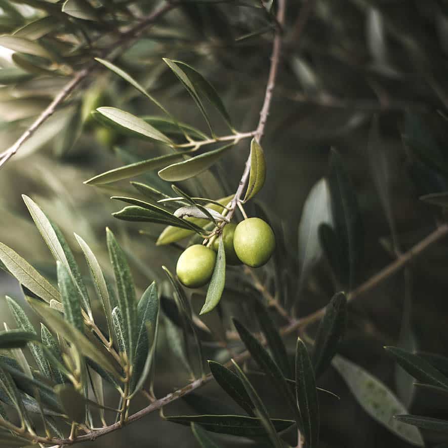 Greek Olive Wax